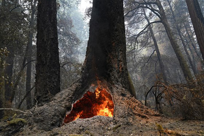 Старейшие деревья в США пережили пожар