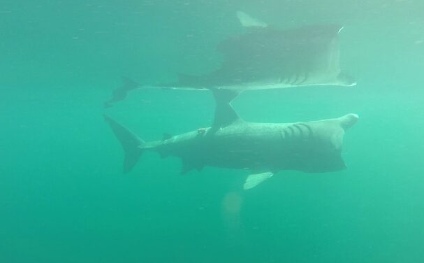 фото исполинской акулы