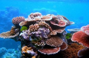 фото кораллов