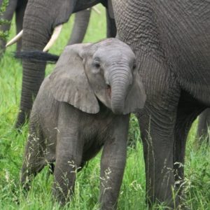 фотка слоненка