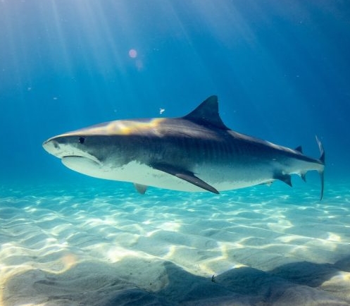 В Великобритании запретят импорт акульих плавников и признают животных разумными