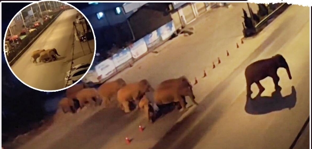 Стадо азиатских слонов гуляет по Китаю
