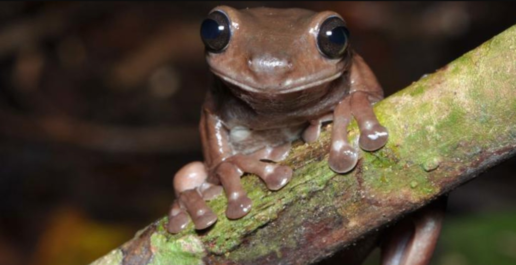 В Новой Гвинее нашли шоколадную лягушку