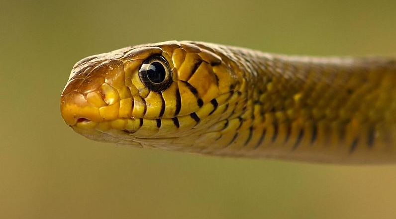 Змеи помогают контролировать радиацию