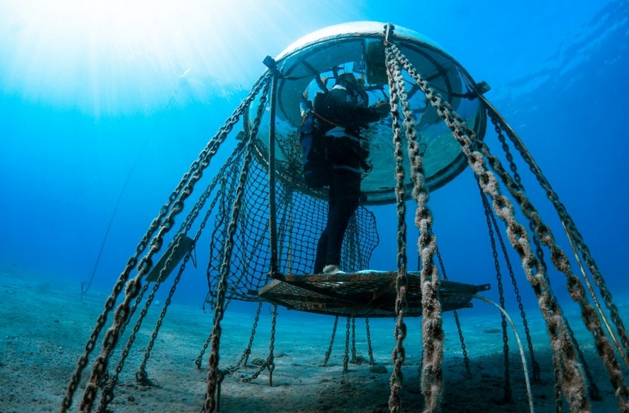 Подводный огород в Италии возобновил работу