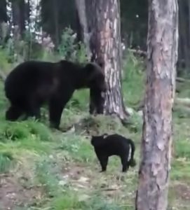 отважный кот и медведь