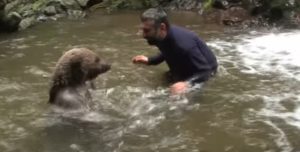 медведь играет с туристом