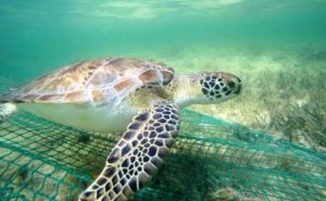спасти морских животных