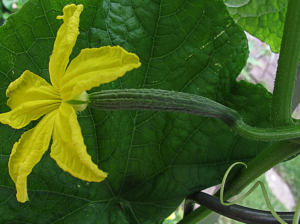 цветок огурца фото