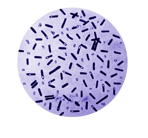 бактерии под микроскопом