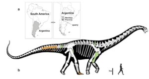 Notocolossus изображение динозавра