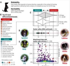 порода не влияет на характер собак исследование