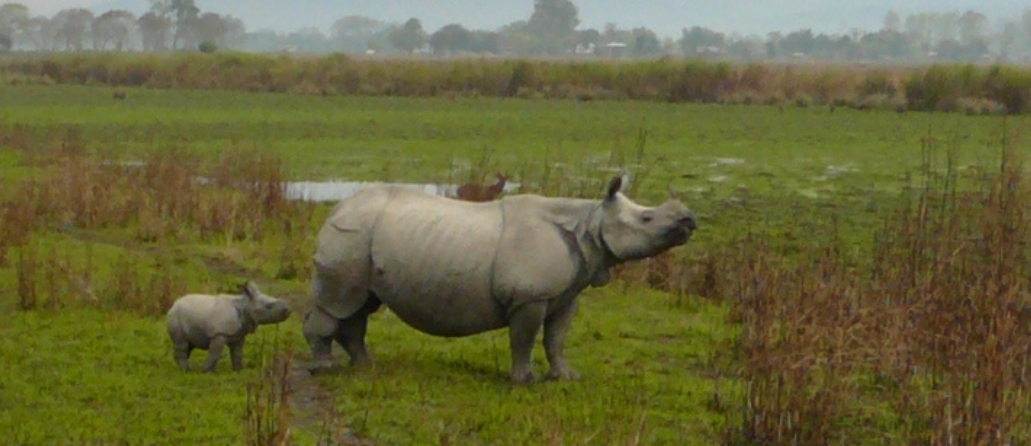 большой индийский носорог фото