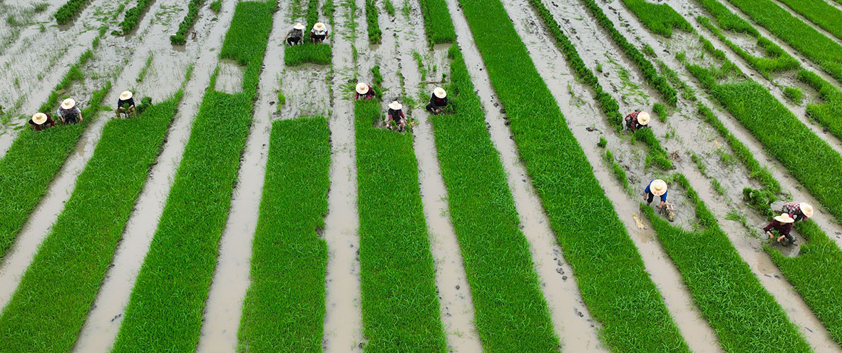 выращивание риса фото