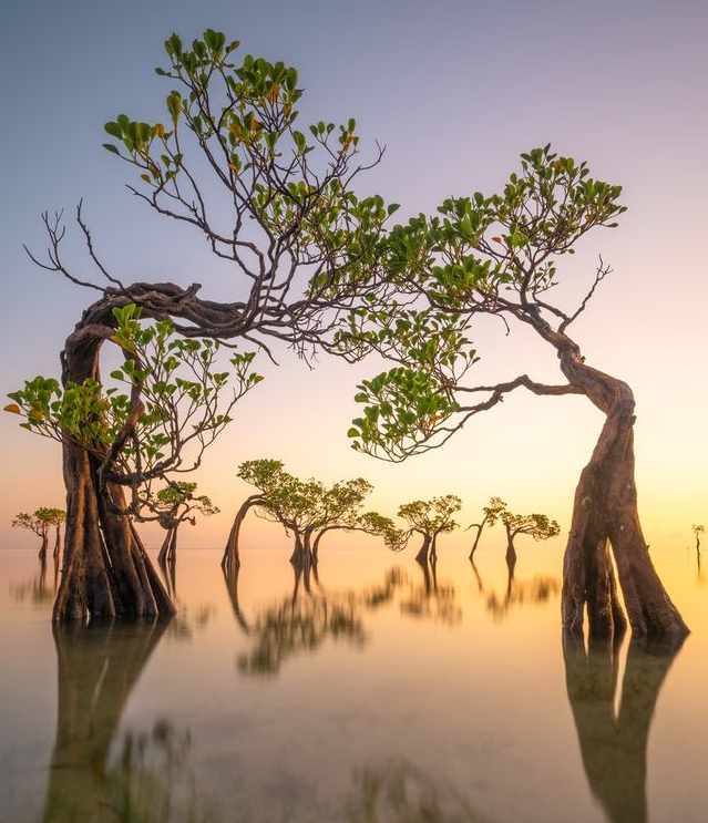 фото мангрового леса