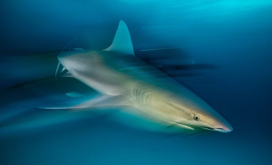 красивое фото акулы