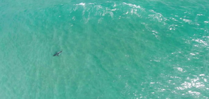 акула фото в океане