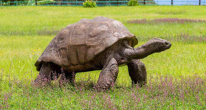 самая старая черепаха в мире